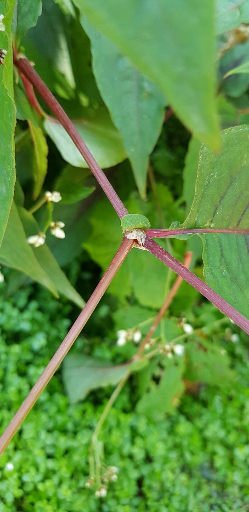 Polygonum microcephalum bark