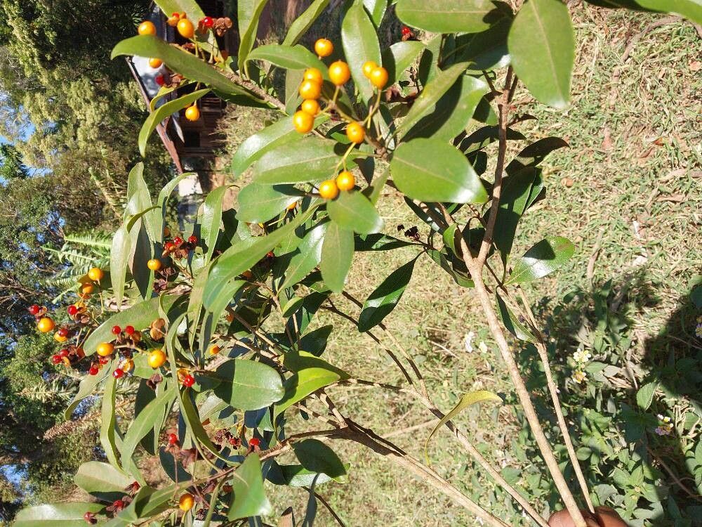 Pittosporum stenopetalum habit