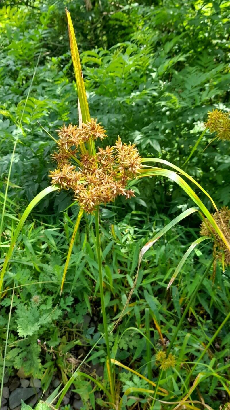 Cyperus ochraceus habit