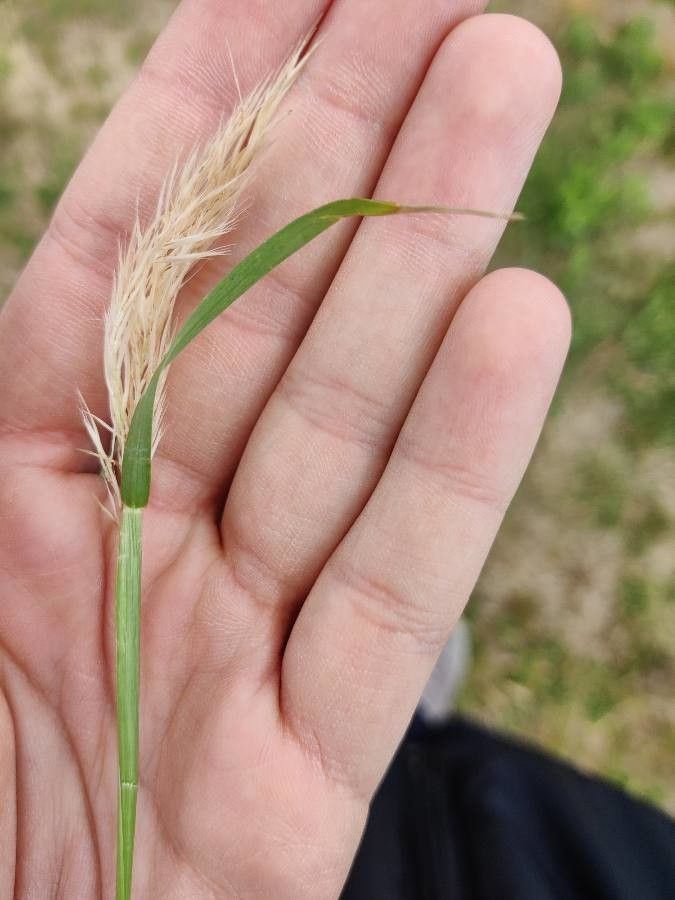 Harpachne schimperi leaf