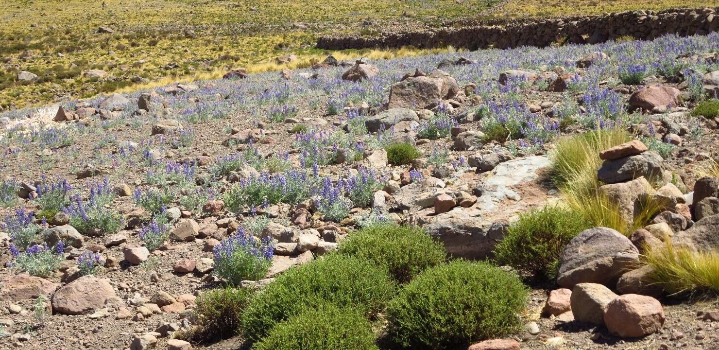 Lupinus altimontanus habit