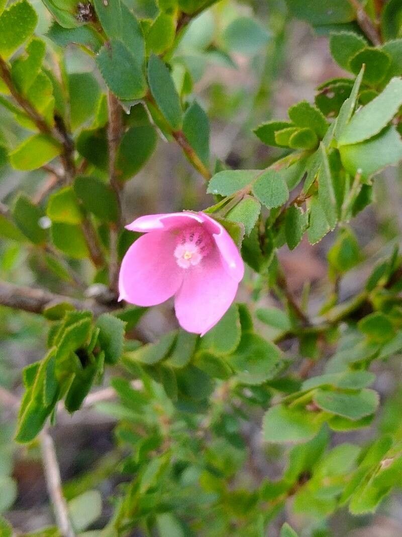 Boronia serrulata flower
