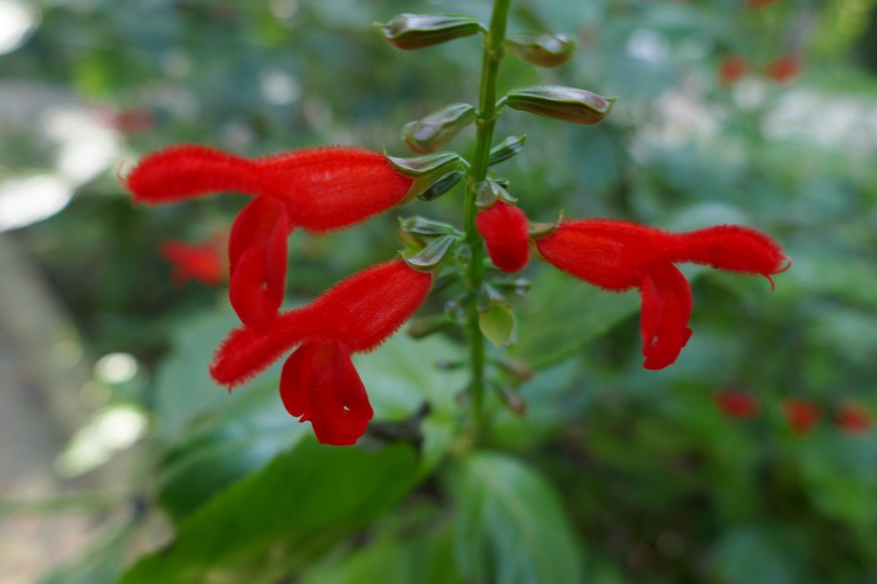 Salvia miniata flower