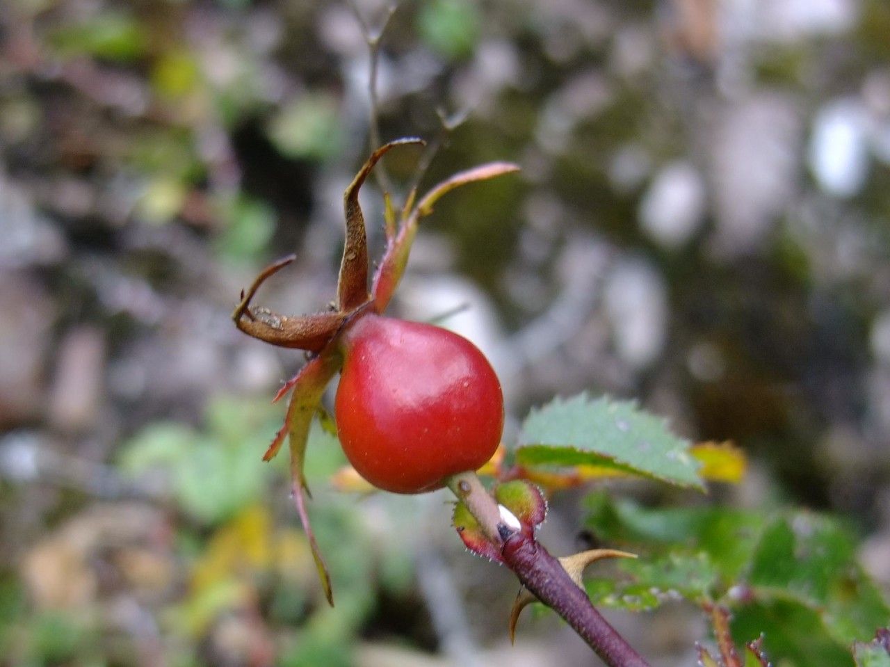 Rosa seraphinii fruit