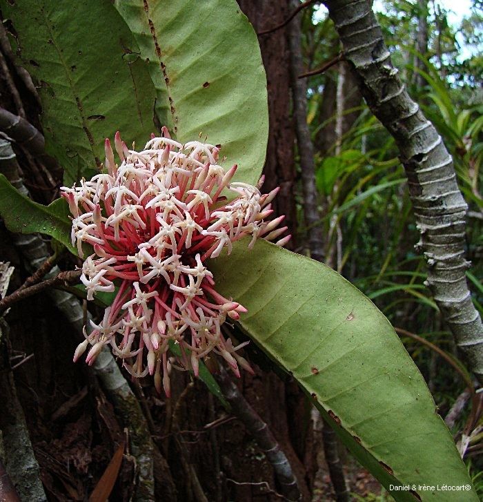 Ixora schlechteri fruit