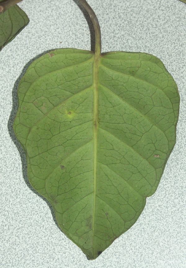 Parsonsia macrophylla — houseplant care guide