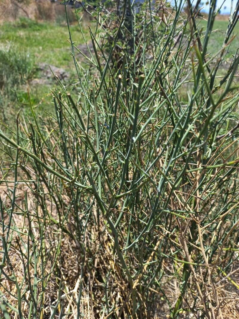 Chloracantha spinosa bark