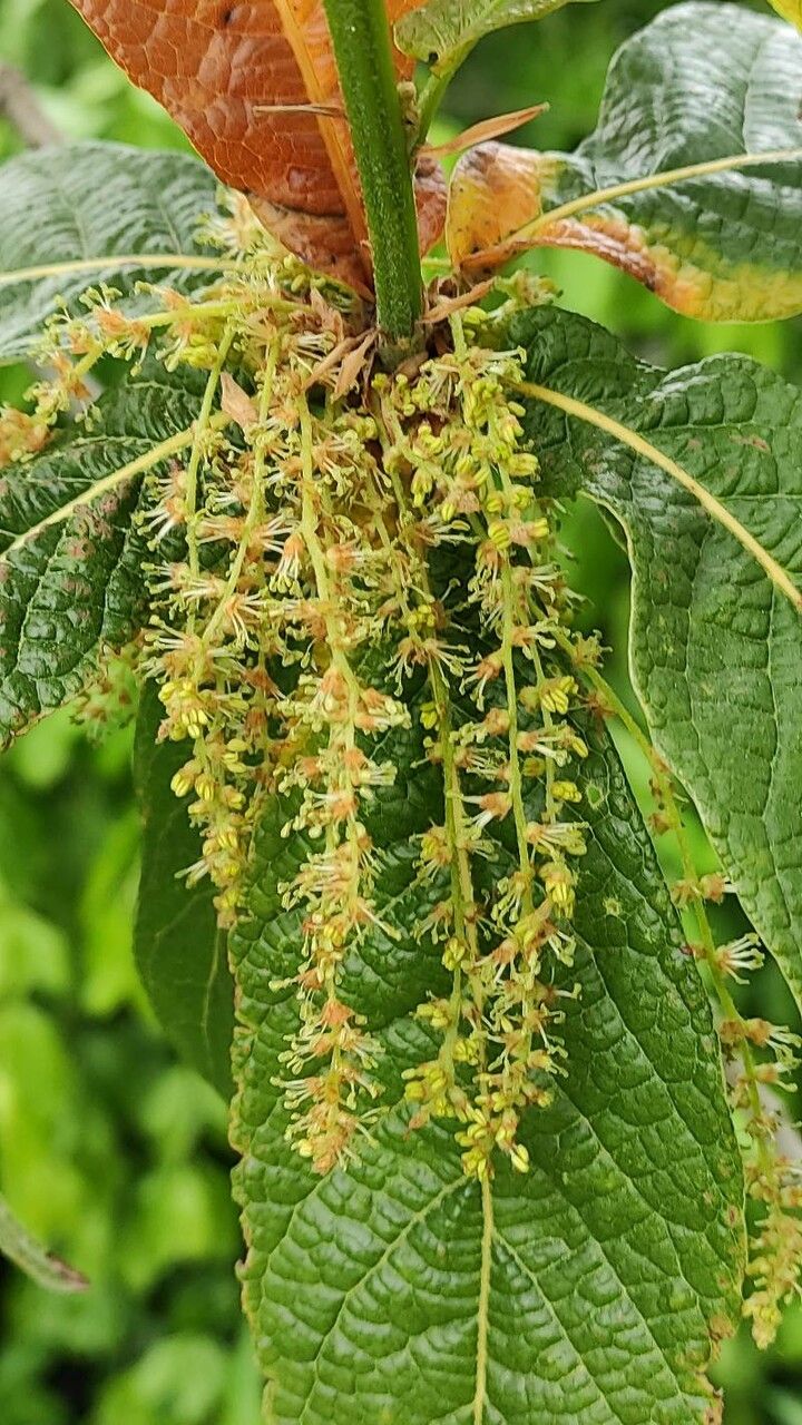 Quercus rysophylla flower