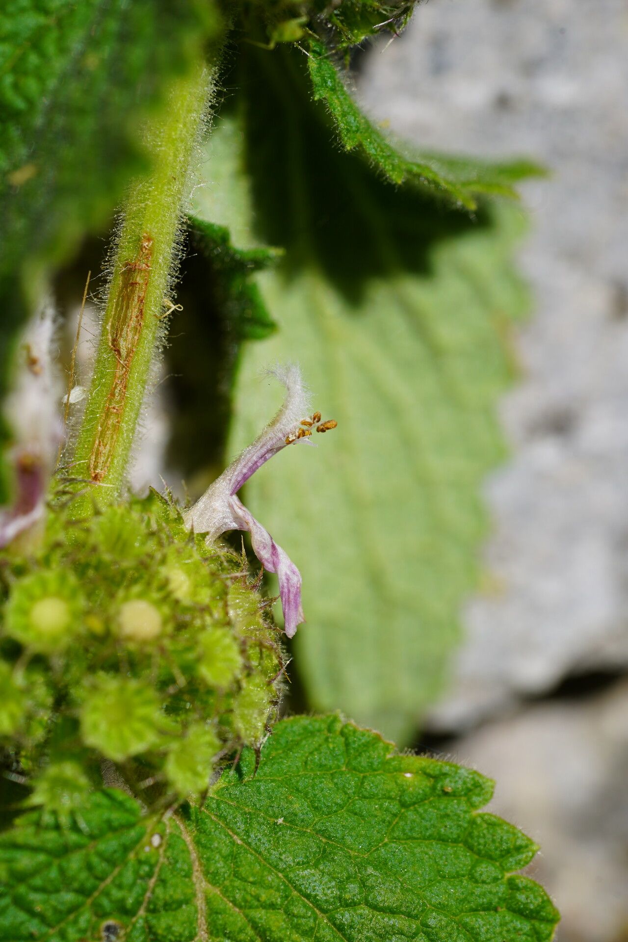Pseudodictamnus hispanicus flower