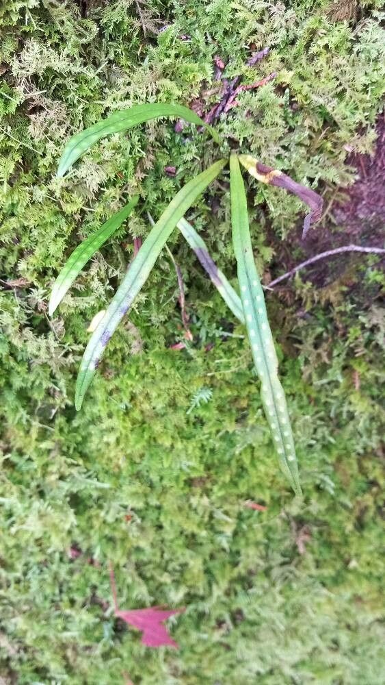 Haplopteris ensiformis — related species from the same genus