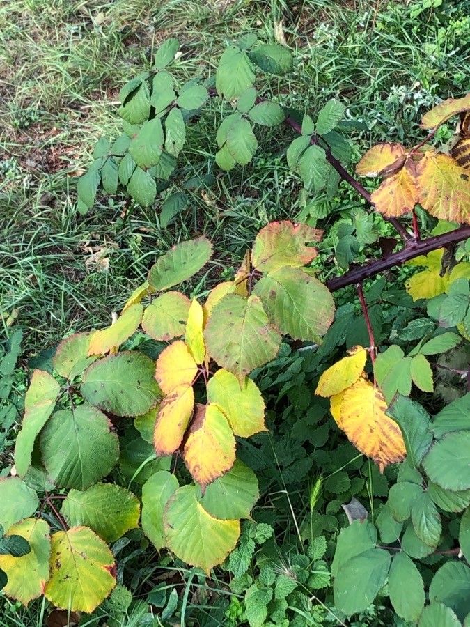 Rubus plicatus — search result for 'Rubus'