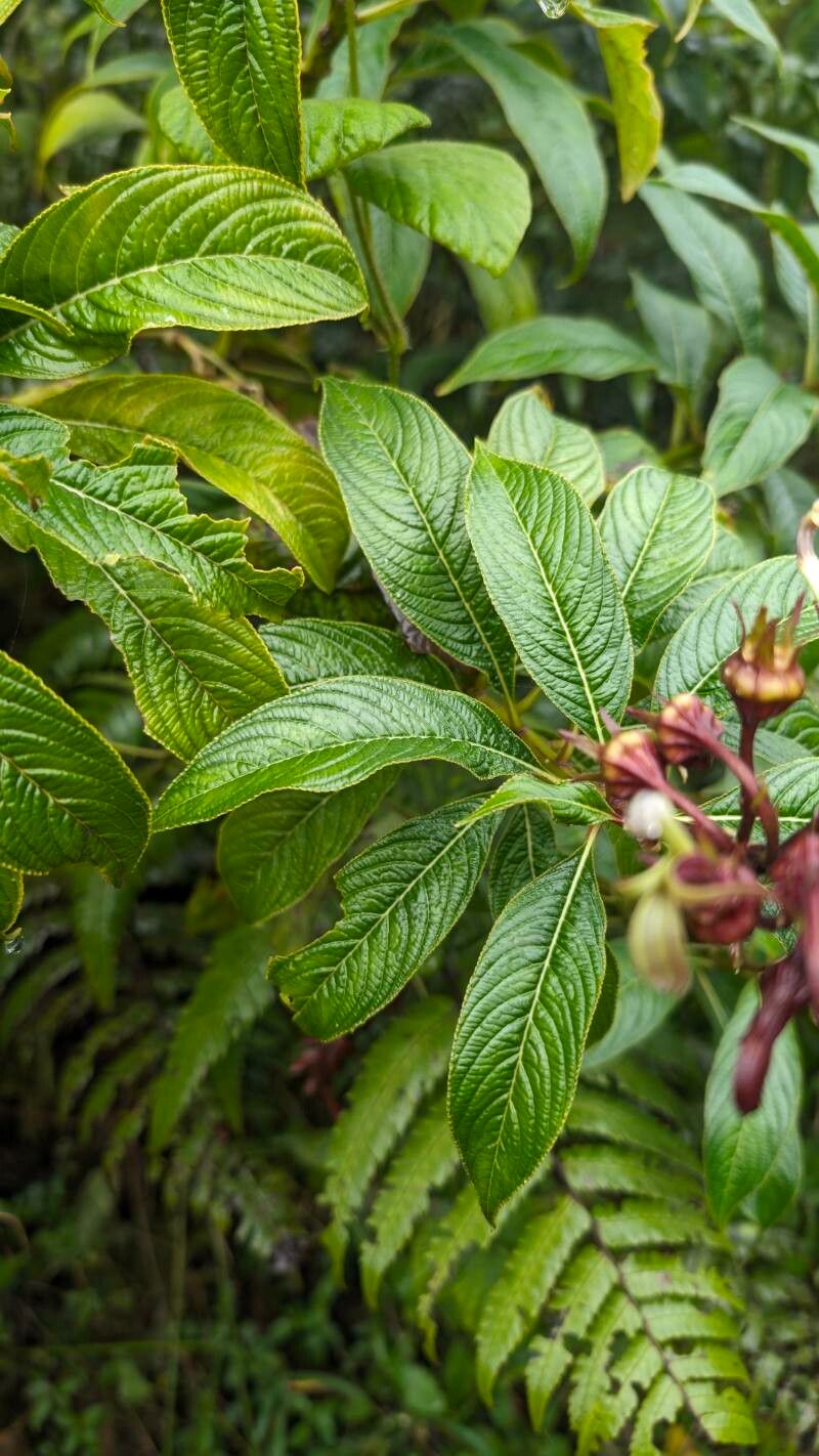 Lobelia portoricensis — houseplant care guide