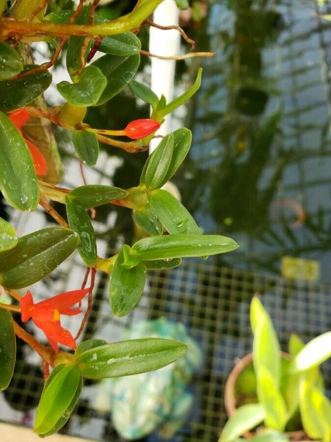 Maxillaria sophronitis — houseplant care guide