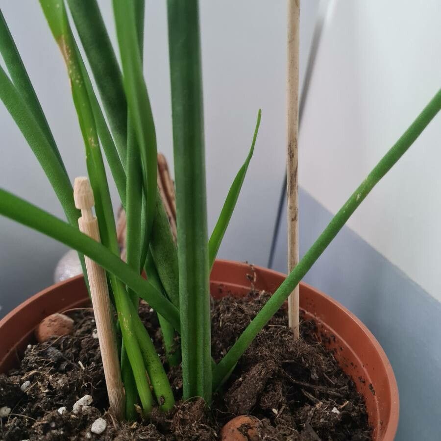 Sansevieria spp. leaf