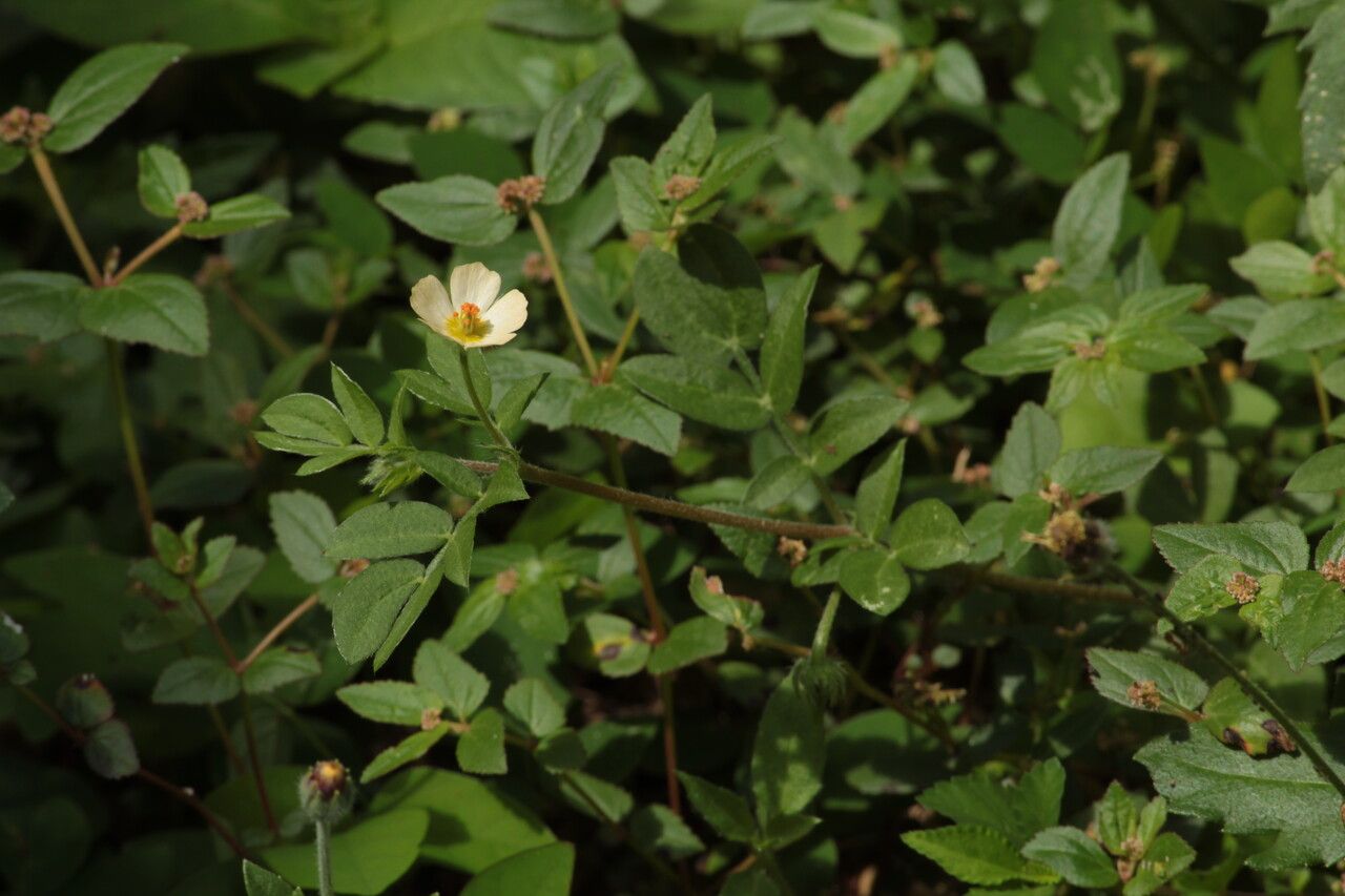 Kallstroemia maxima flower