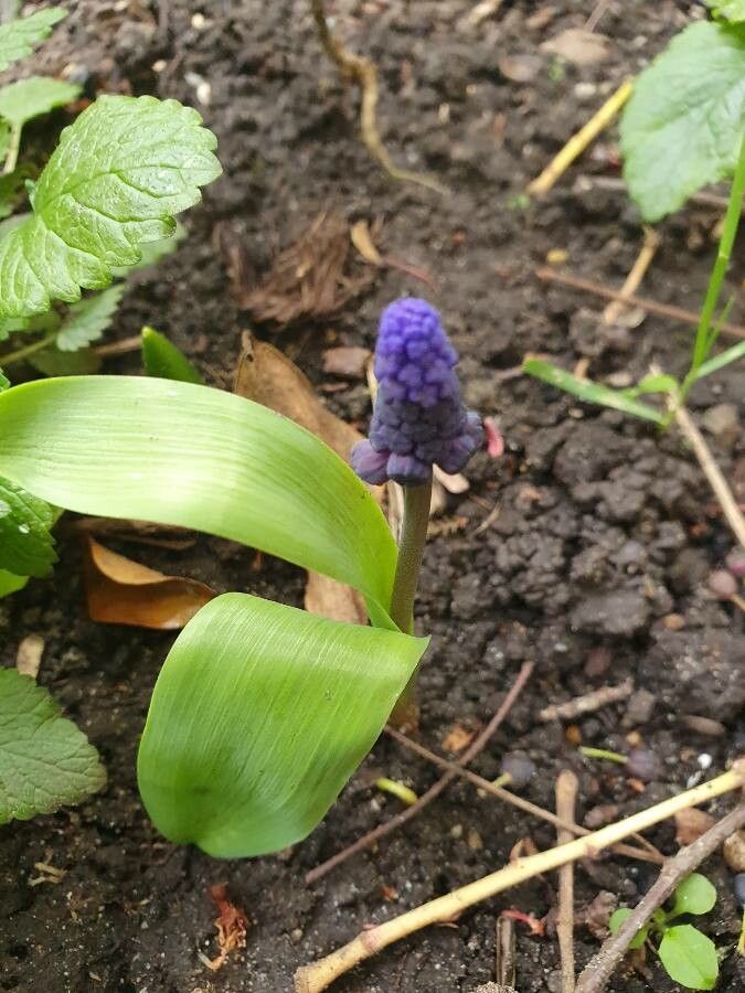 Muscari latifolium flower