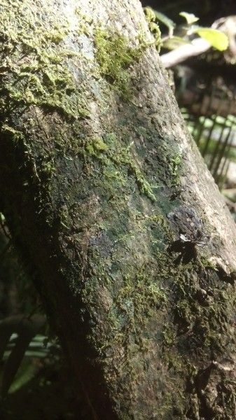 Atractocarpus chartaceus bark