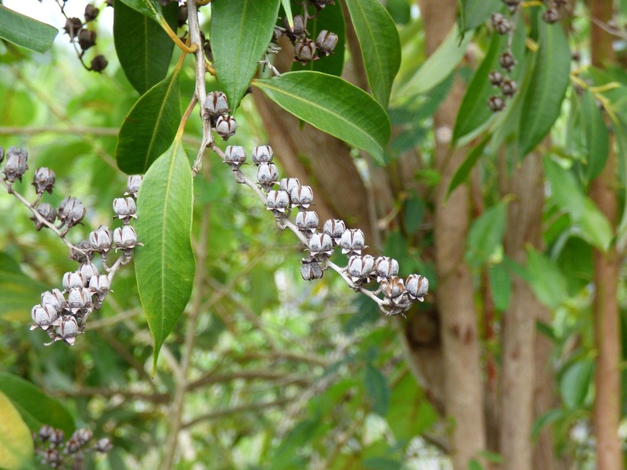 Agarista salicifolia fruit