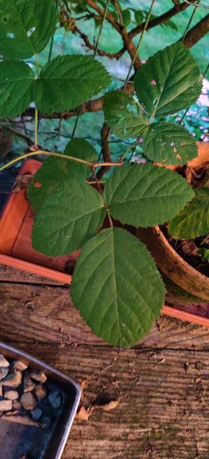 Rubus foliosus leaf