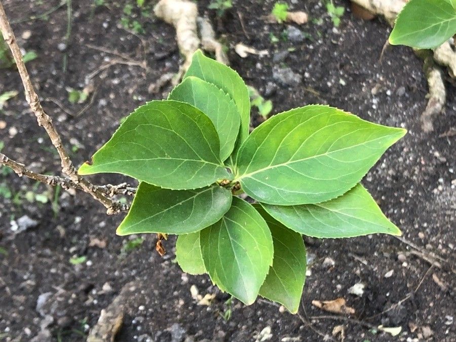 Forsythia giraldiana