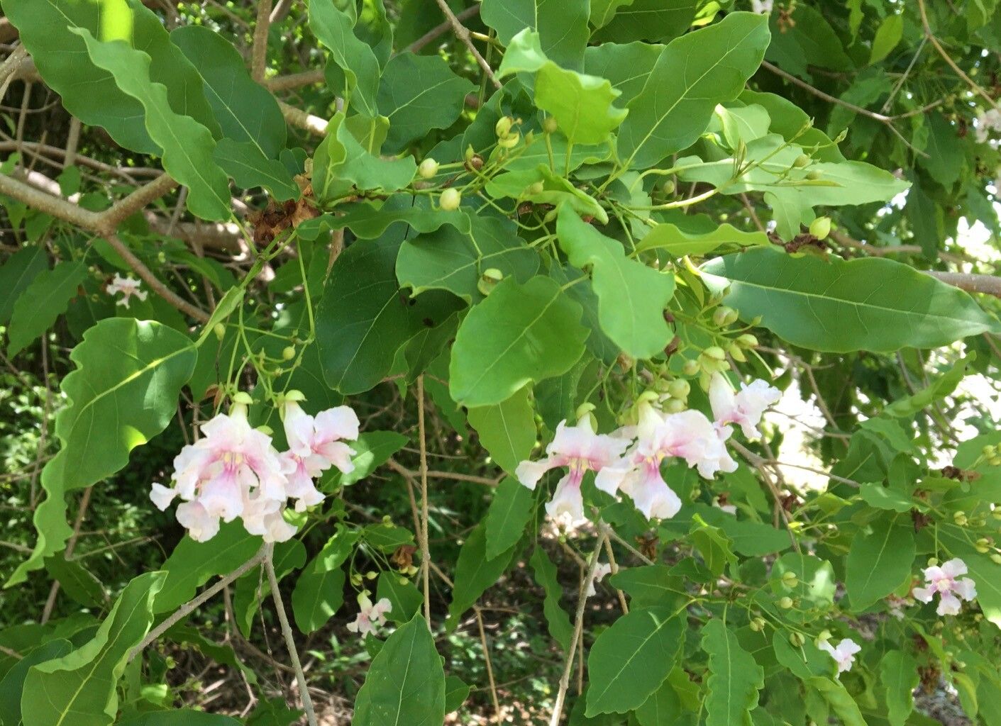 Catalpa longissima flower