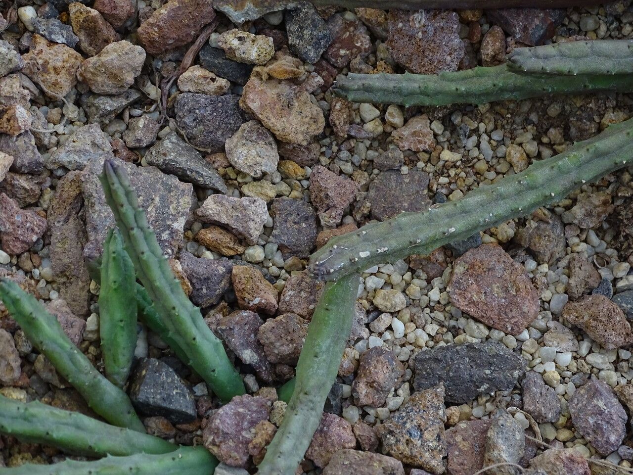 Huernia pendula habit