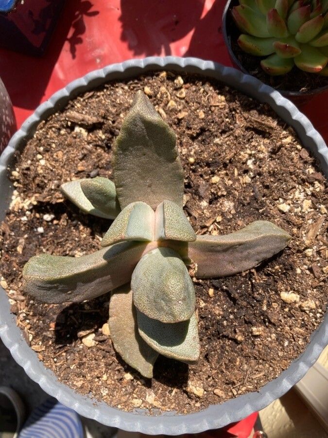 Pleiospilos bolusii — search result for 'Aizoaceae'