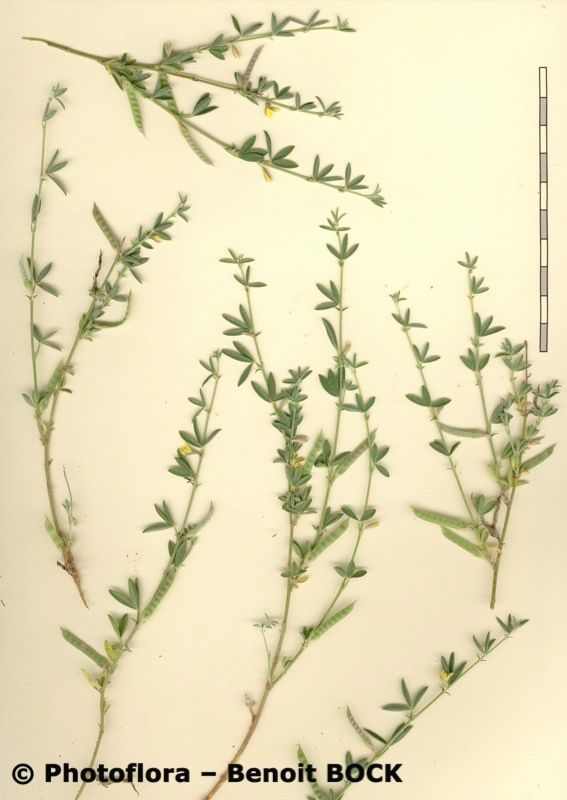 Argyrolobium uniflorum — houseplant care guide