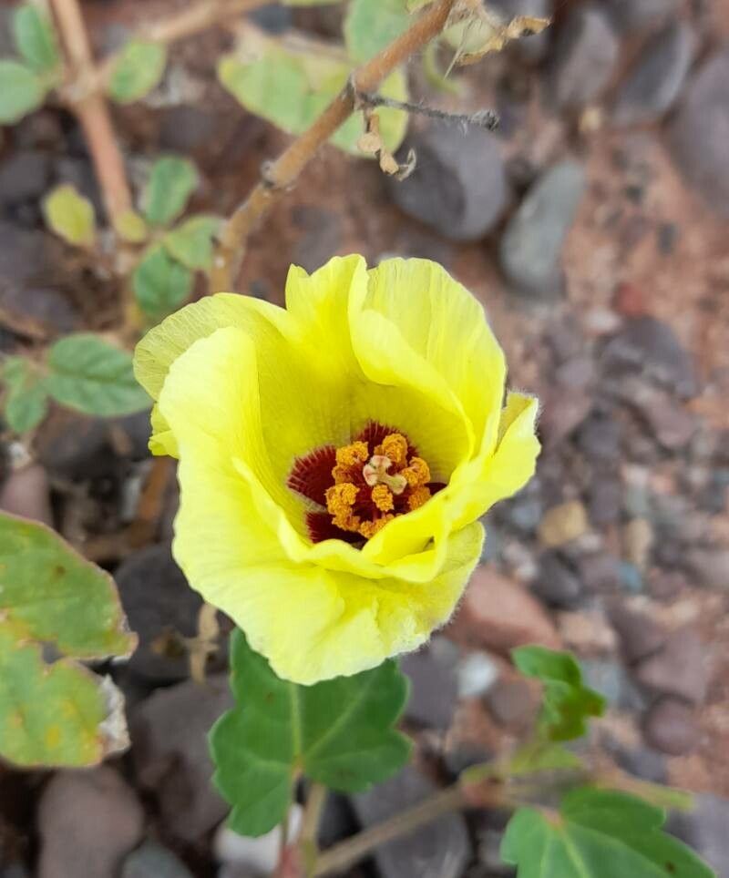 Cienfuegosia hispida flower