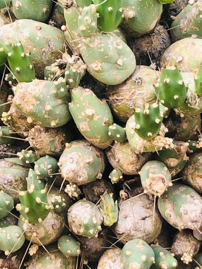 Opuntia microdisca — search result for 'Opuntia'