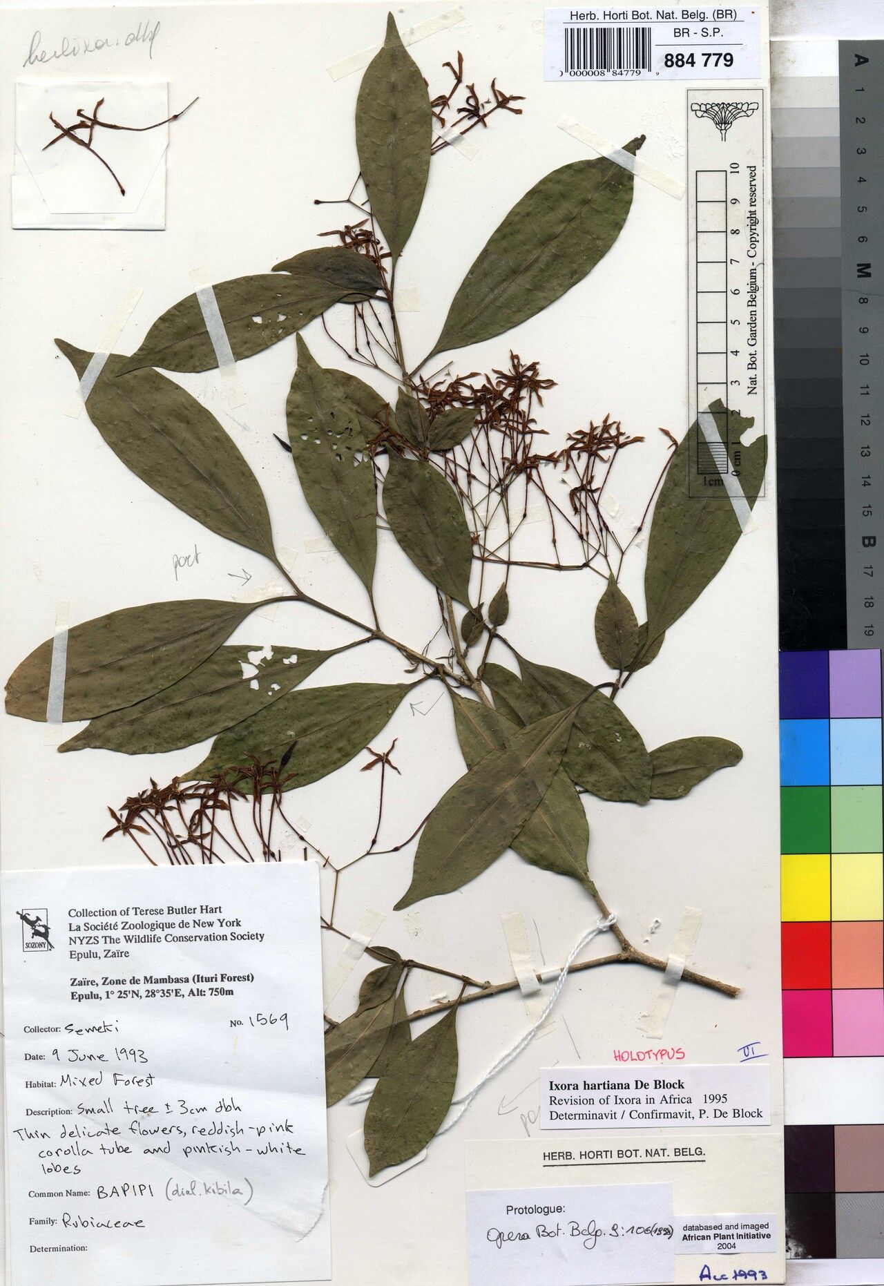 Ixora hartiana — search result for 'Ixora'