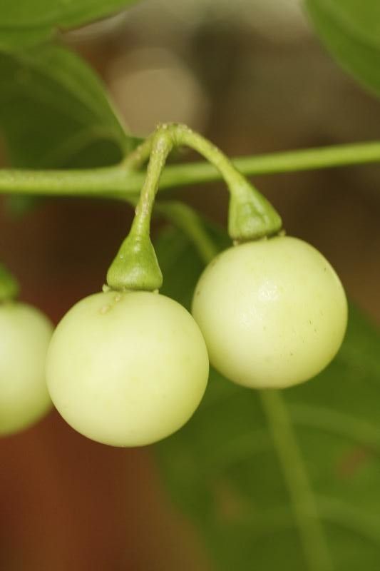 Solanum leucocarpon fruit