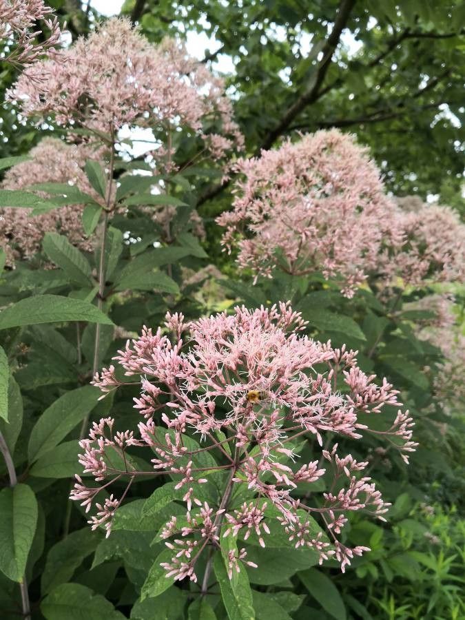 Eupatorium fistulosum flower