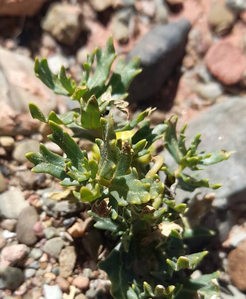 Solanum sinuatirecurvum — houseplant care guide