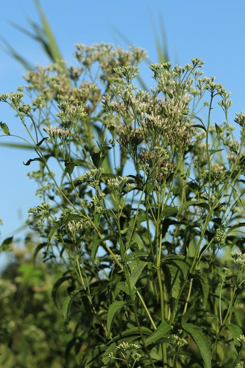 Eupatorium japonicum flower