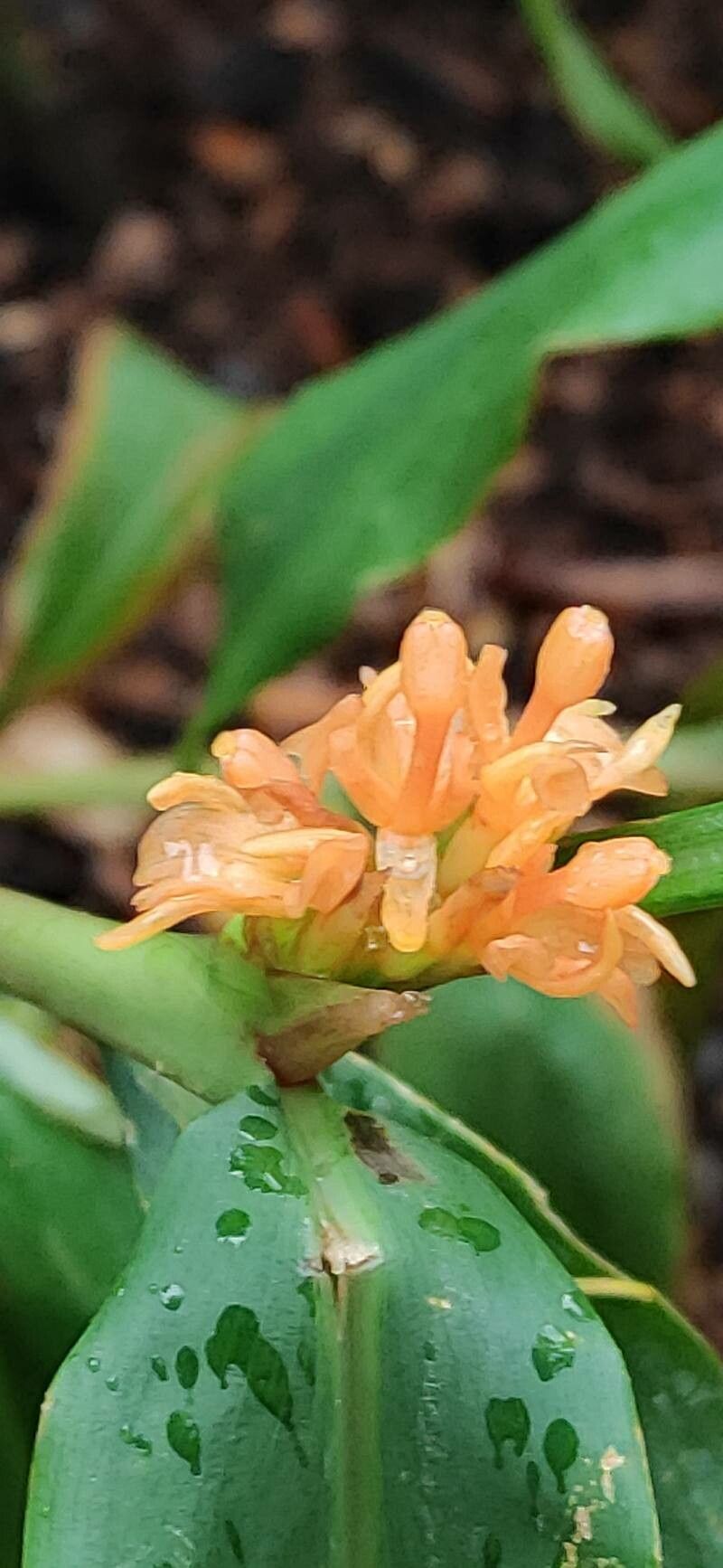 Hedychium densiflorum flower