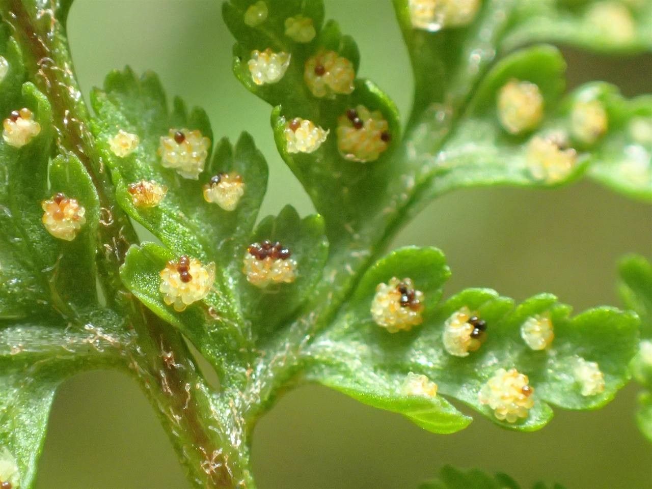 Cystopteris montana fruit