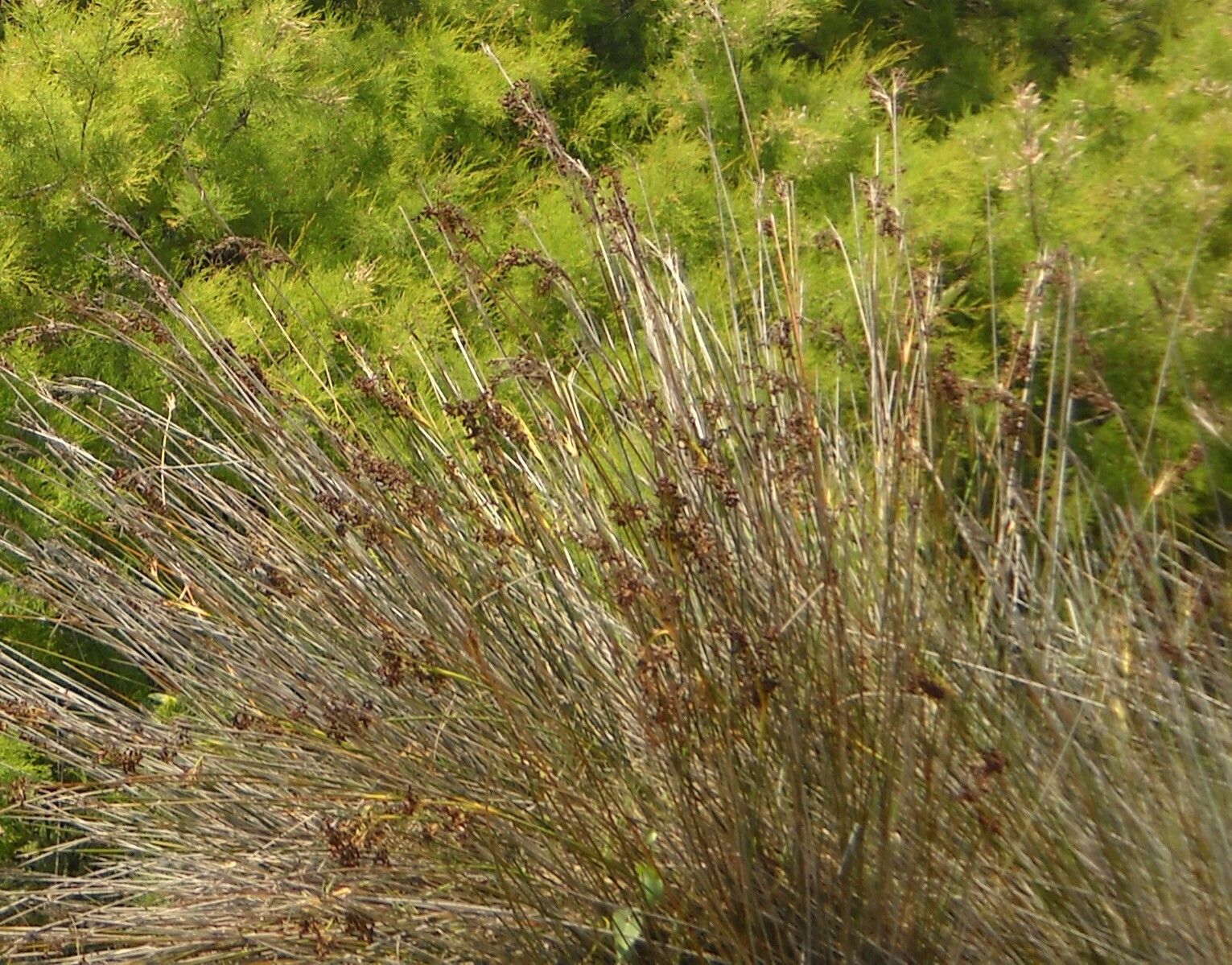 Juncus littoralis flower