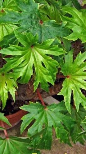 Begonia crassicaulis — houseplant care guide