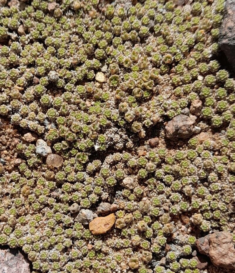 Junellia pappigera — houseplant care guide