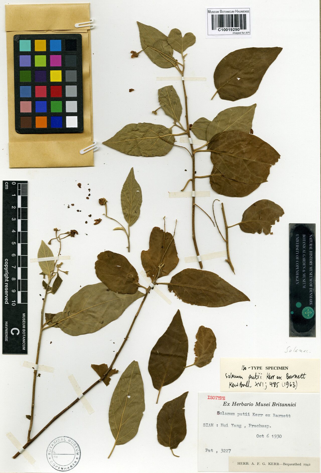 Solanum putii — houseplant care guide