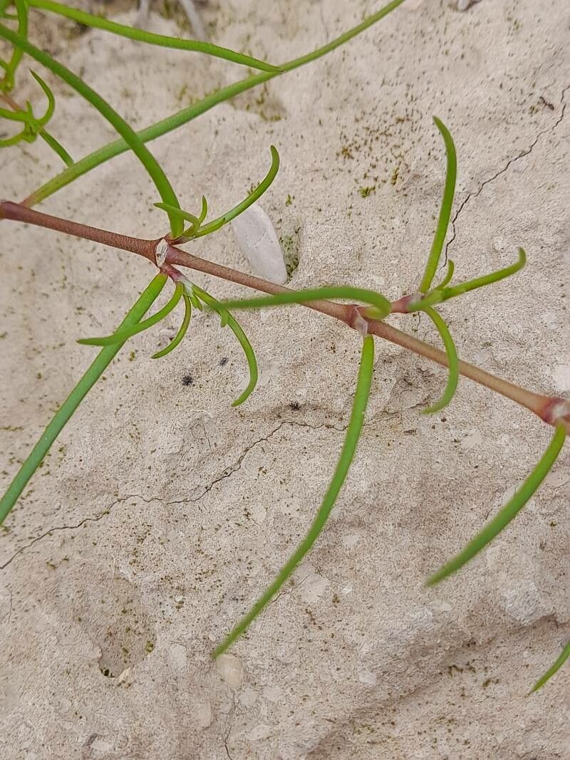 Spergularia bocconei leaf