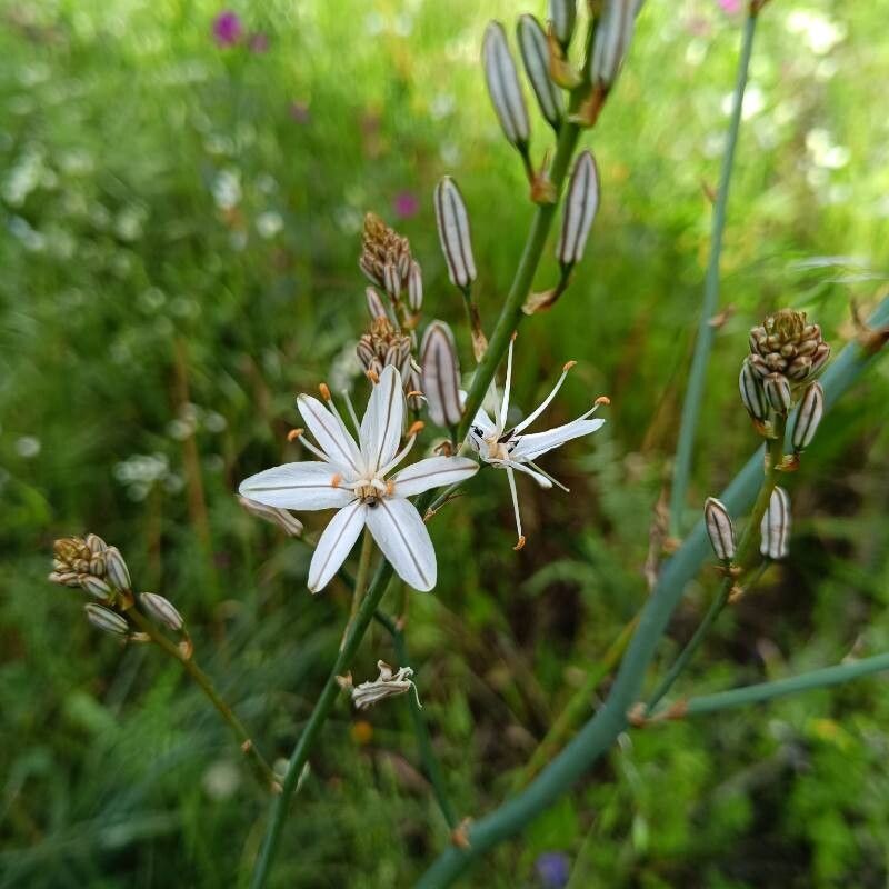 Asphodelus serotinus — search result for 'Asphodelus'