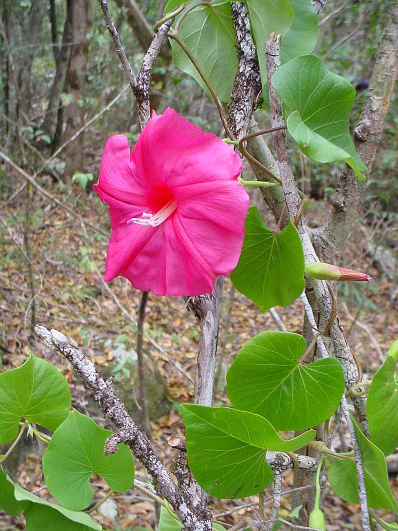 Ipomoea inopinata flower