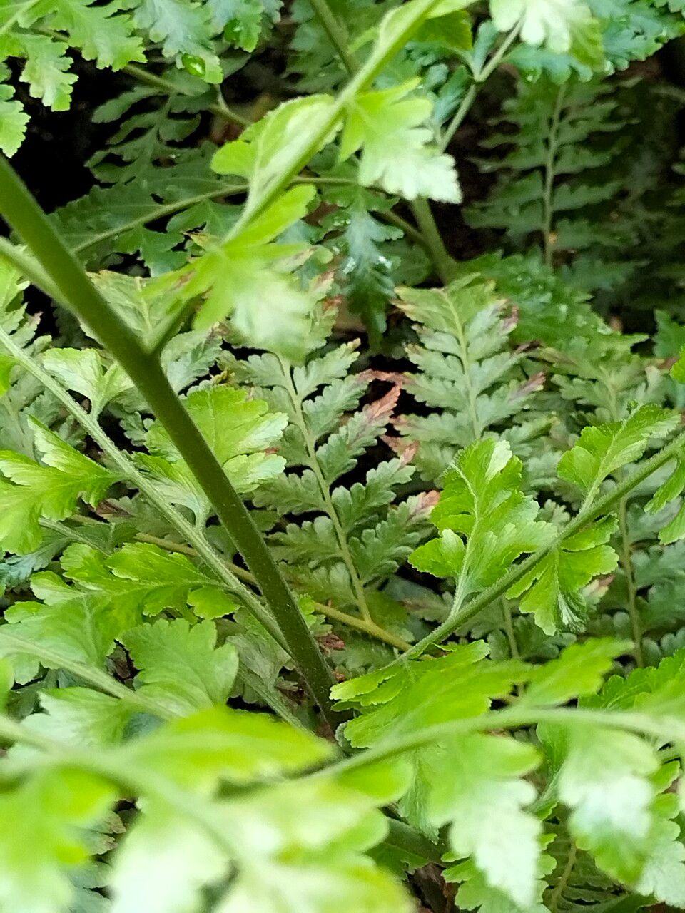 Microlepia speluncae bark