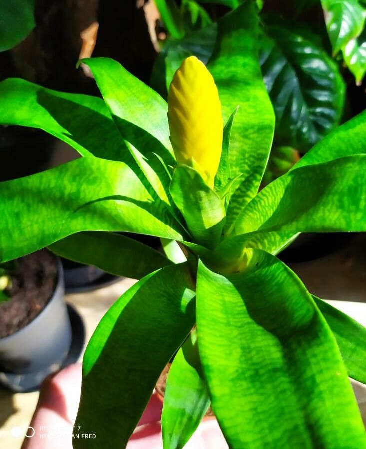 Vriesea ospinae leaf