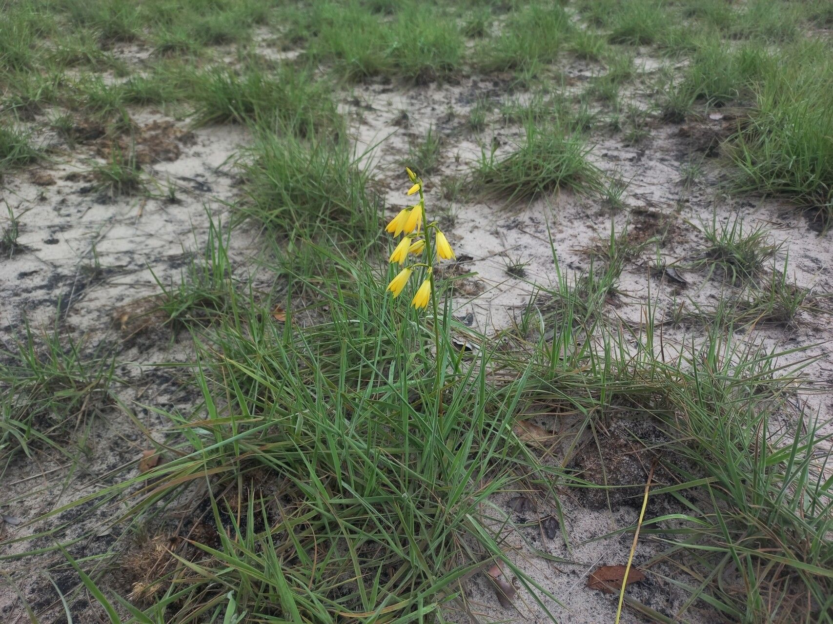 Eulophia carsonii habit