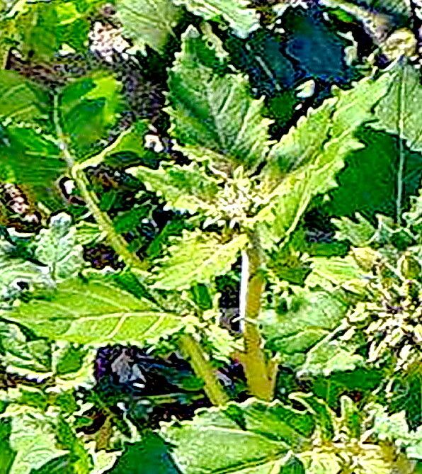 Chylismia claviformis — related species from the same genus