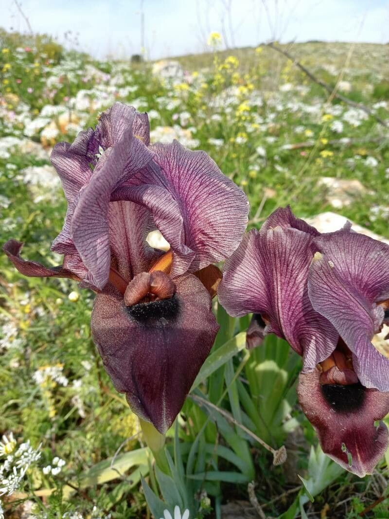 Iris haynei flower