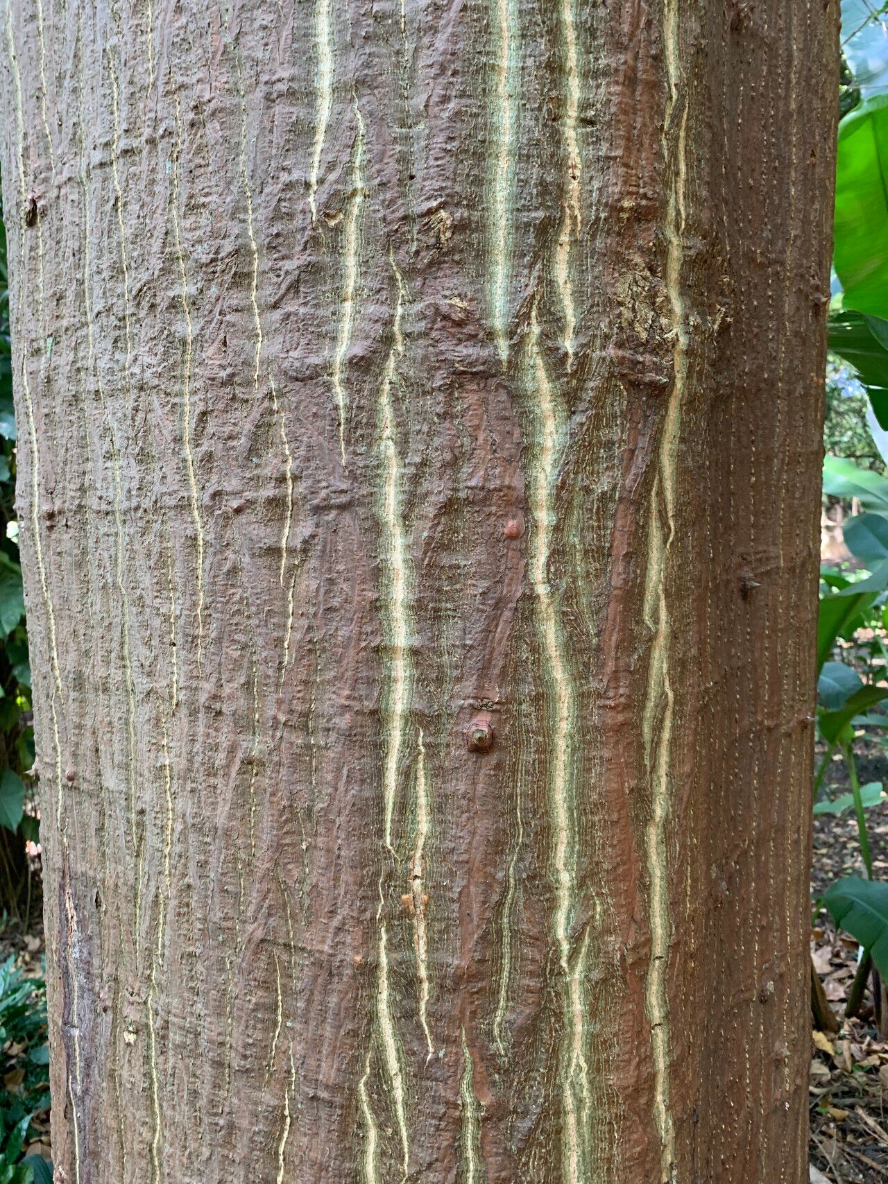 Erythrina verna bark